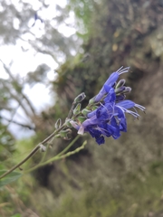 Salvia polystachia