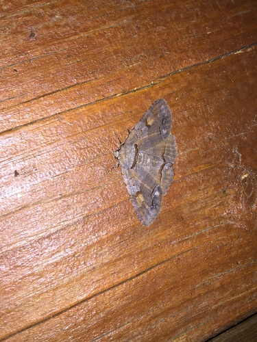 Washed-out Zale Moth photo 2
