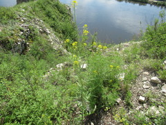 Sisymbrium heteromallum