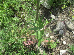 Sisymbrium heteromallum