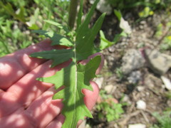 Sisymbrium heteromallum
