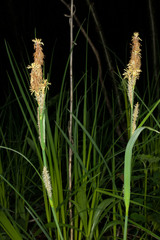 Carex stricta