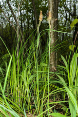 Carex stricta