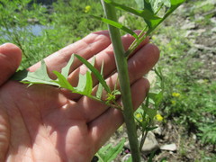 Sisymbrium heteromallum