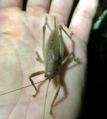 Idiarthron hammuliferum