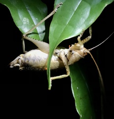 Idiarthron hammuliferum