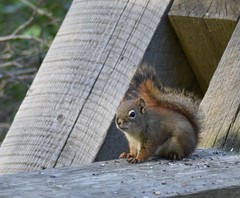 Tamiasciurus hudsonicus