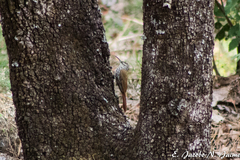 Lepidocolaptes leucogaster