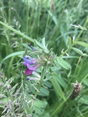Vicia sativa