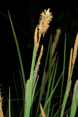 Carex stricta
