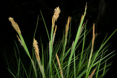 Carex stricta