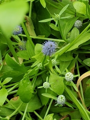 Eryngium integrifolium