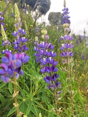 Lupinus