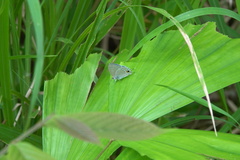 Catochrysops panormus exiguus
