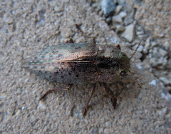 Dicerca berolinensis