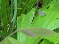 Catochrysops panormus exiguus