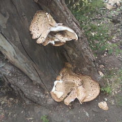 Cerioporus squamosus