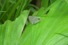 Catochrysops panormus exiguus