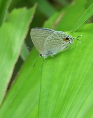 Catochrysops panormus exiguus