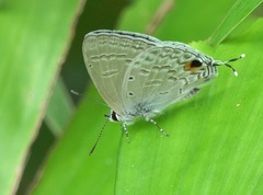 Catochrysops panormus exiguus