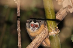 Azara's Night Monkey photo 3
