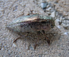 Dicerca berolinensis