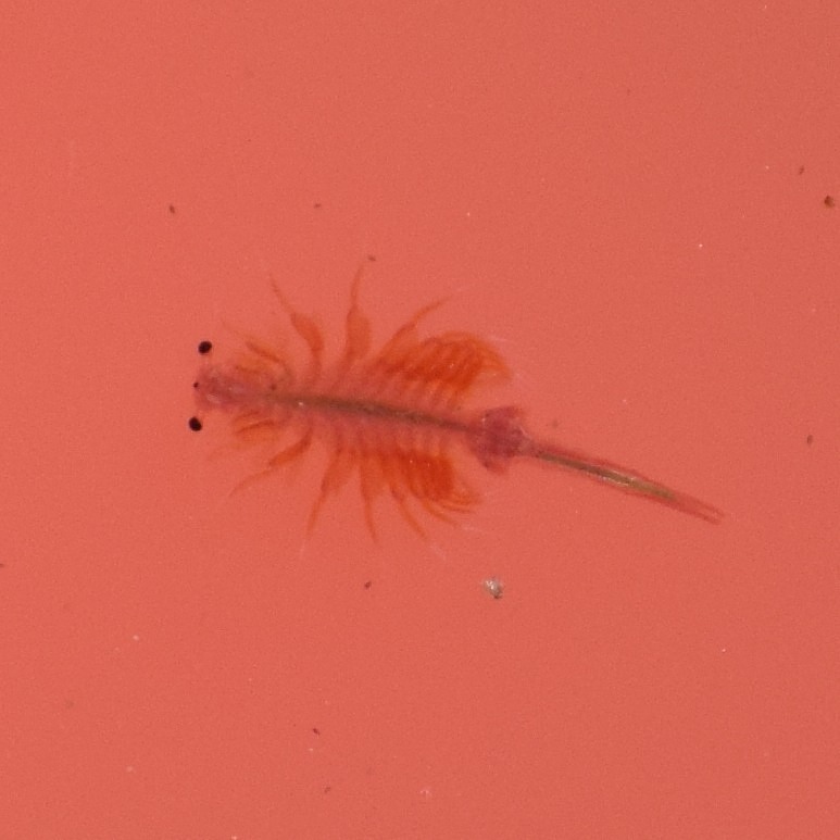 Mono Lake Brine Shrimp