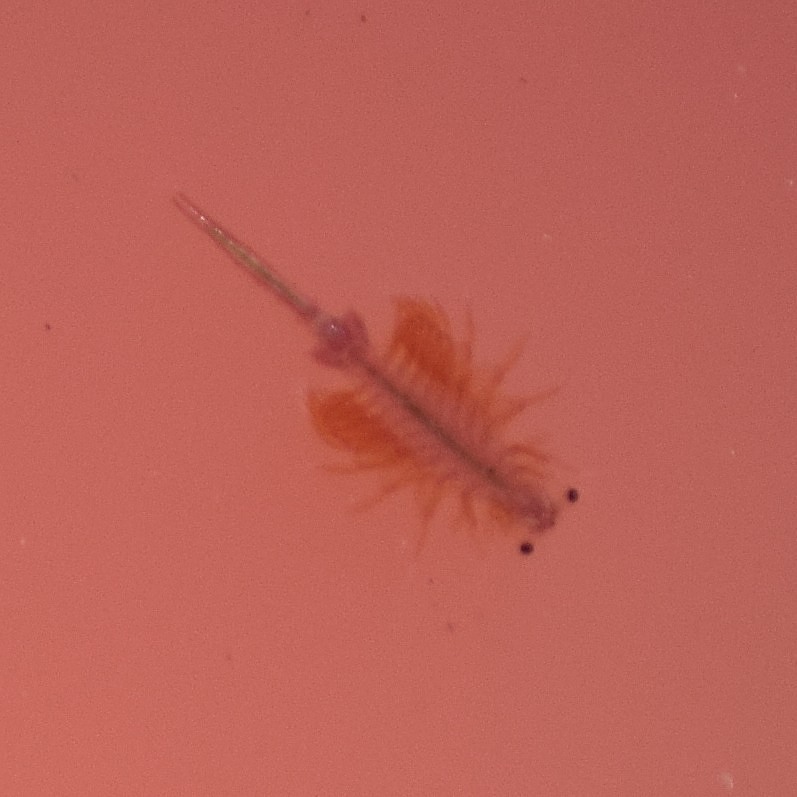 Artemia monica Verrill, 1869