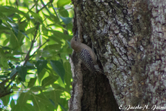 Melanerpes uropygialis