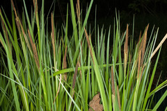 Carex stricta