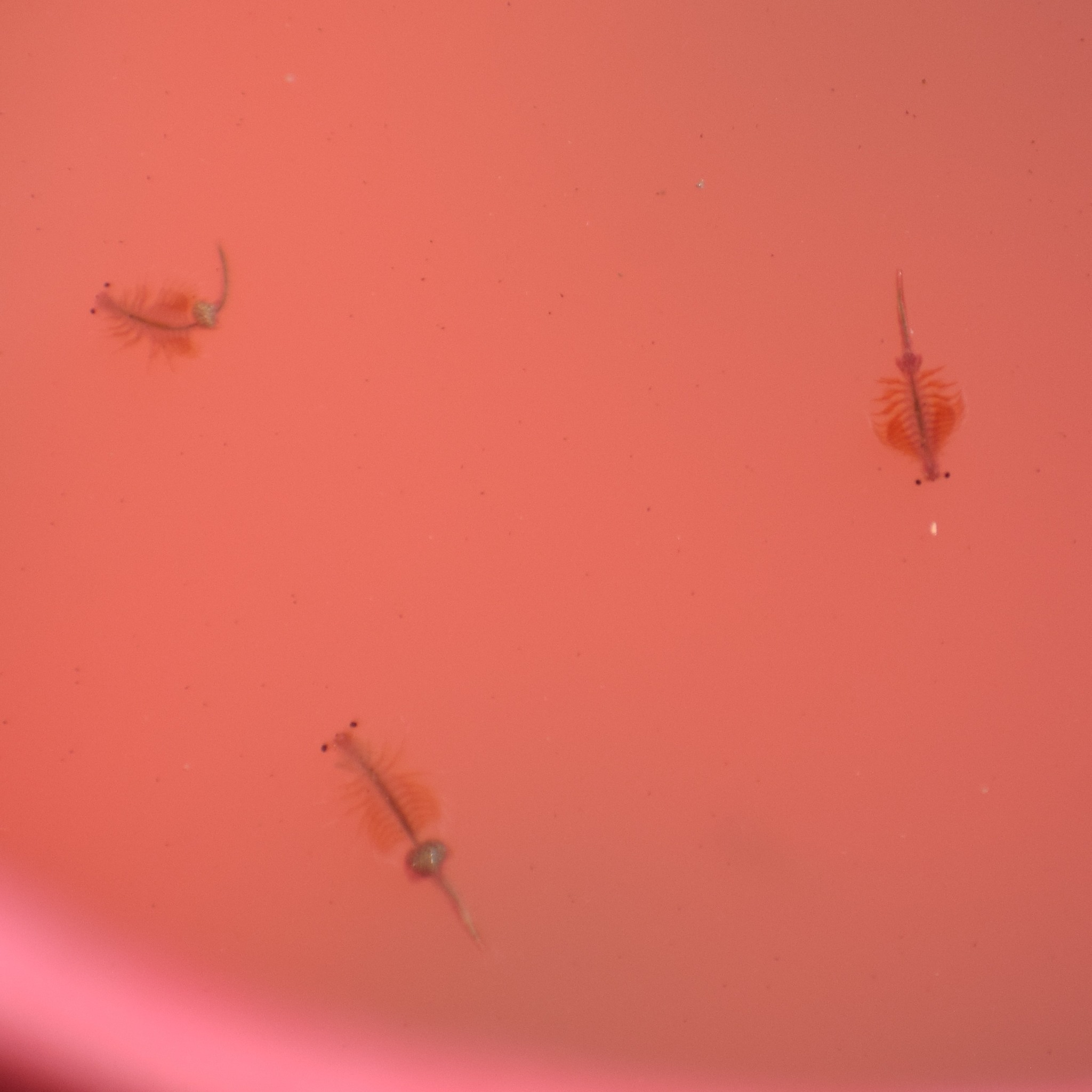 Artemia monica Verrill, 1869