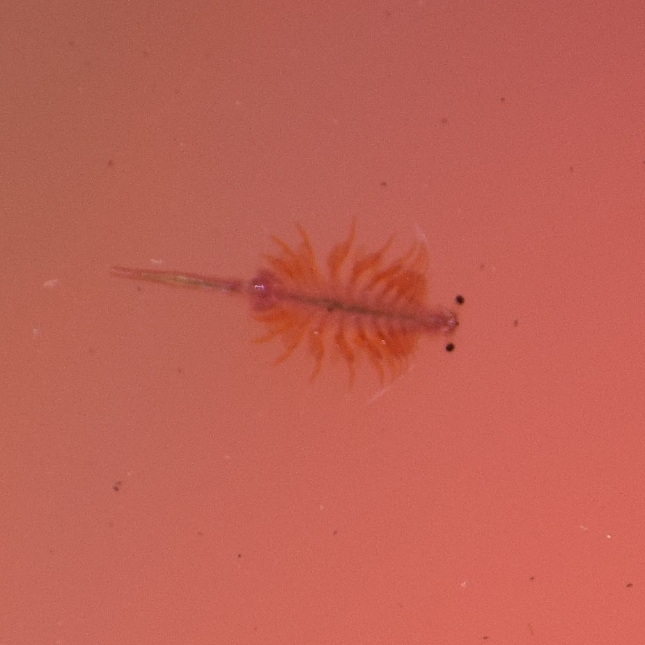 Artemia monica Verrill, 1869