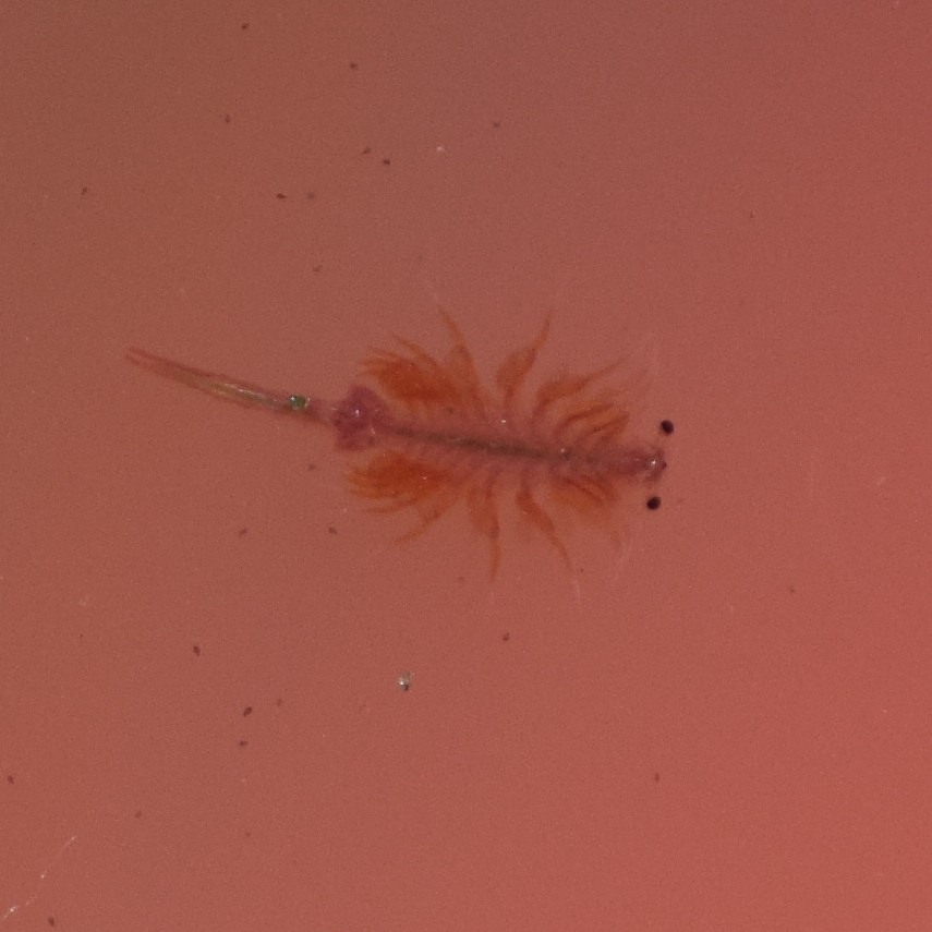 Artemia monica Verrill, 1869