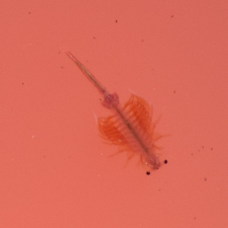 Artemia monica Verrill, 1869