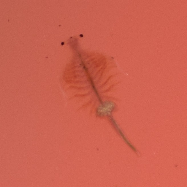 Artemia monica Verrill, 1869