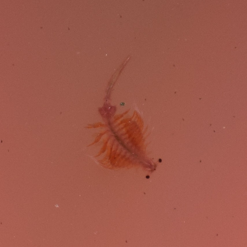 Artemia monica Verrill, 1869