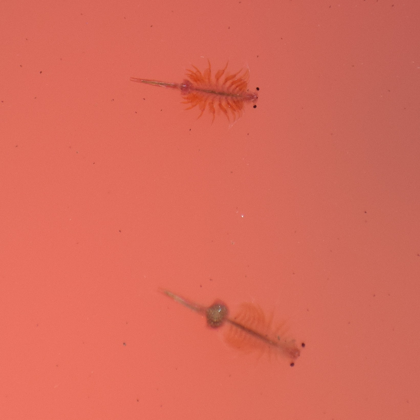 Artemia monica Verrill, 1869