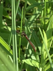 Amphiagrion