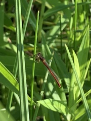 Amphiagrion