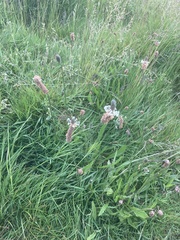 Plantago lanceolata