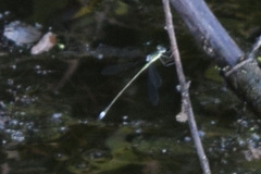 Lestes inaequalis