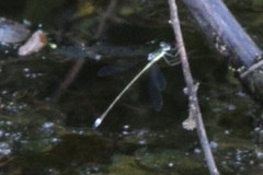 Lestes inaequalis