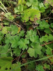 Alchemilla breviloba