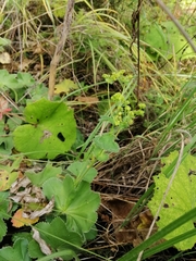Alchemilla breviloba