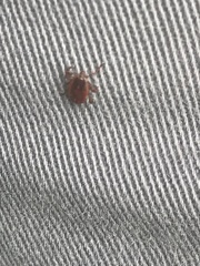 Haemaphysalis punctata