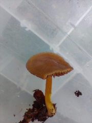 Mycena rutilantiformis