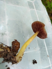 Mycena rutilantiformis