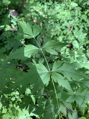 Xanthorhiza simplicissima