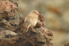 Bucanetes githagineus