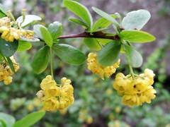 Berberis hispanica